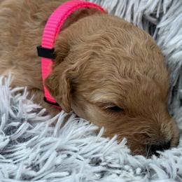 Sierra - Apricot female Goldendoodle puppy in Ambrose, Georgia from Brandilyn's Aussies