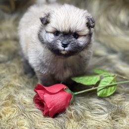 Teddy - Beaver sable Pomeranian puppy in Brentwood, California from Royalpawpoms