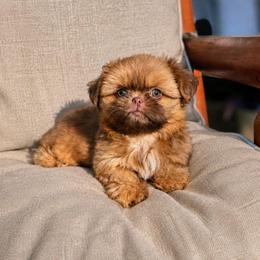 Atlas - Liver male Shih Tzu puppy in Richmond, Texas from Aleka Shih Tzu