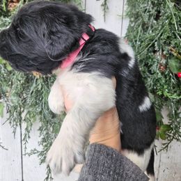 Pink - White and black female Newfoundland puppy in Honey Grove, Pennsylvania from Heinrich Family Newfoundlands