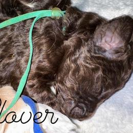 Clover - Phantom female Poodle puppy in Prosperity, Pennsylvania from Stelladoodles & Company
