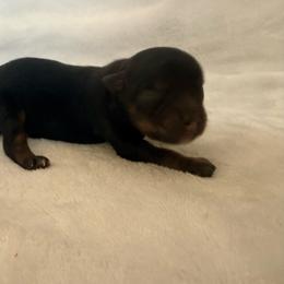 Frances - Black and tan female Pomeranian puppy in Seneca, Missouri from Stephanie’s Puppy Colony