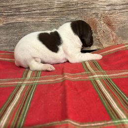 Liver and White Male pup - Liver and white male German Shorthaired Pointer puppy in Freeport, Illinois from Rock Hollow Retrievers
