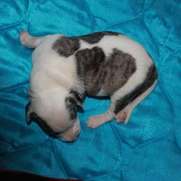 Boy 1 - Fawn brindle male Whippet puppy in Charleston, Tennessee from Nefer's Kennel