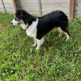 Australian Shepherd, Bernedoodle, and Miniature Australian Shepherd All Grown Up from True Heart Aussies