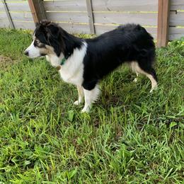Australian Shepherd, Bernedoodle, and Miniature Australian Shepherd All Grown Up from True Heart Aussies
