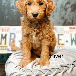 River - Red  male Goldendoodle puppy in Pasco, Washington from Camp Doodle Woods