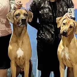 Rhodesian Ridgebacks from Oxford Ridgebacks
