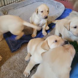 Labrador Retriever Puppies from MnK Family Labs