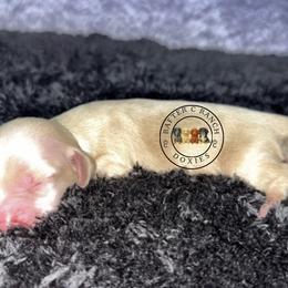 F1 cream red - Cream female Dachshund puppy in Carthage, Texas from Rafter C Ranch Doxies