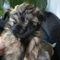 Alpha - Sable male Mi-Ki puppy in San Francisco, California from Moonstone miki's