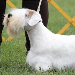 Sealyham Terriers from Tintern