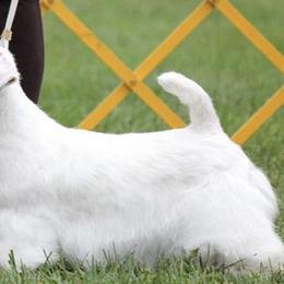 Sealyham Terriers from Tintern