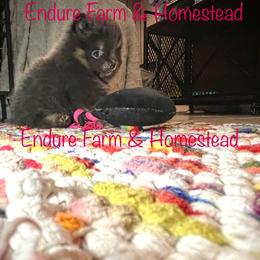 Truffles - Blue and tan female Pomeranian puppy in Plantersville, Texas from Endure Farm Inc