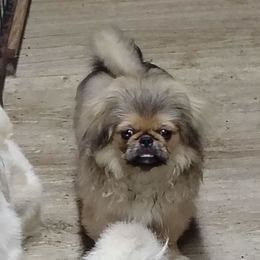 Drax - Pekingese