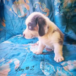 Boy 2 - Gray and white male American Corgi puppy in Natchitoches. La, Louisiana from Bleu Bayou Corgis
