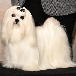 Hero - Maltese