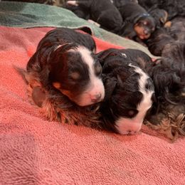 Bernedoodle Puppies from Sun Dog, Port Angeles