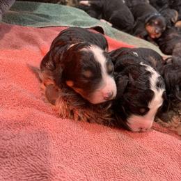 Bernedoodle Puppies from Sun Dog, Port Angeles