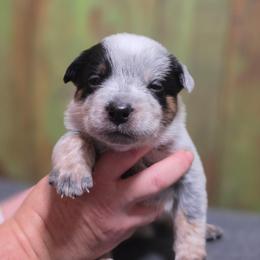 Purple Collar Female - Blue female Australian Cattle Dog puppy in Riverton, Utah from Rundown Ranch Cattle Dogs