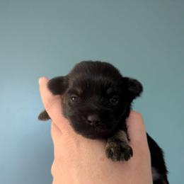 Forest - Black male Havanese puppy in Zanesville, Ohio from Charlotte Landry