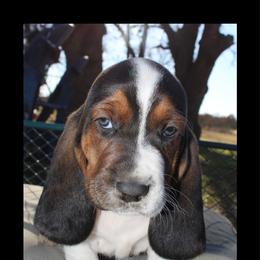 Cousin Eddie - Black brown and white male Basset Hound puppy in Jacksboro, Texas from Basset Hounds of Jacksboro, Tx