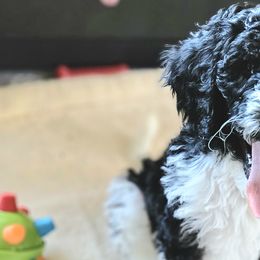 Buttons - Parti Goldendoodle puppy in Longview, Washington from Goldensky Doodles