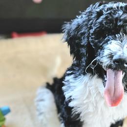 Buttons - Parti Goldendoodle puppy in Longview, Washington from Goldensky Doodles
