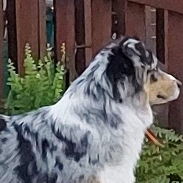 Miniature Australian Shepherd Puppies from KJs Rockin Aussies