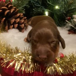 Baloo - Chocolate and tan male Dachshund puppy in Cushing, Oklahoma from Ash's mini Dach's