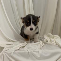 Jesse - Blue female Pembroke Welsh Corgi puppy in Hinton, Oklahoma from Corgi Farms