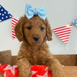 Independence ( Indie) - Red  female Goldendoodle puppy in Eagle Mountain, Utah from Golden Heaven Puppies