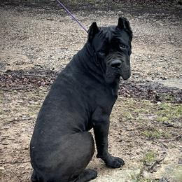 Goliath - Cane Corso