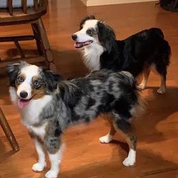 Maxine - Miniature American Shepherd