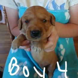Boy 4 - Dark golden male Golden Retriever puppy in Lanesboro, Minnesota from Eagle Ridge Golden Retrievers
