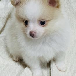 Clover - Cream sable parti female Pomeranian puppy in Garvin, Oklahoma from Hochatown Awesome Aussies