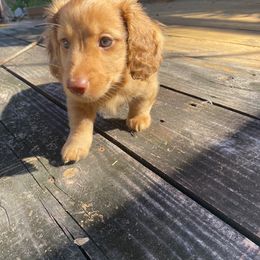 Dachshund Puppies from Hetu's Dachshunds