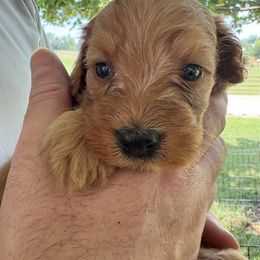 Fred - Red male Cavapoo puppy in Osseo, Michigan from Smiths Fluffy butts
