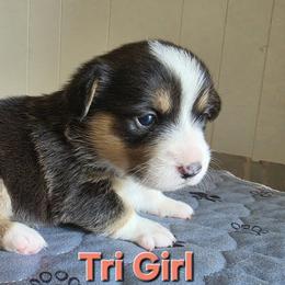 Pembroke Welsh Corgi Puppies from Lindsey Smith