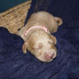 Cash - Cream male Cockapoo puppy in Selma, California from Mollys Dollys