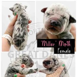 Miller - Merle female Great Dane puppy in Sac City, Iowa from Northern Great Danes of Colorado & Iowa