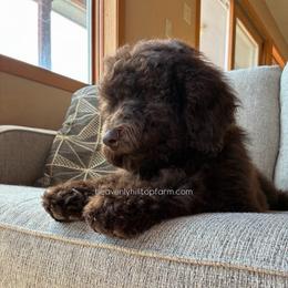 10. POPPY - Chocolate Brown Goldendoodle - Chocolate female Goldendoodle puppy in Charlo, Montana from Heavenly Hilltop Farm