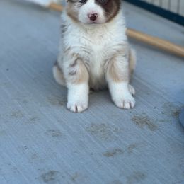 Foxy - Red merle Australian Shepherd puppy in Mineral Wells, Texas from A6 Australian Shepards