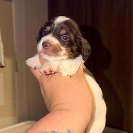 Andy - Piebald male Dachshund puppy in Hornbeck, Louisiana from A&Z Mini Dachshunds
