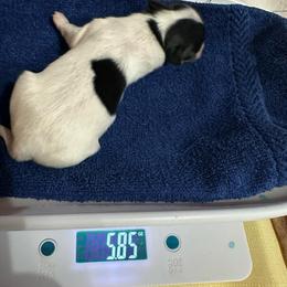 Girl 2 - White and black female Papillon puppy in Middleville, Michigan from Cheryl's Papillons