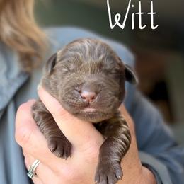 Witt - Chocolate male Dilute Retriever puppy in Baldwin City, Kansas from Hedge Lane Labradors
