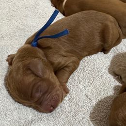 Schroeder (Blue Collar) - Red  male Goldendoodle puppy in Bay City, Texas from Charming Doods