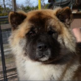 Akita All Grown Up from Mayoke Akitas