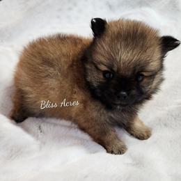 Georgia - Red sable female Pomeranian puppy in Ponca City, Oklahoma from Bliss Acres Farm