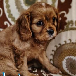 Dubai - Ruby male Cavalier King Charles Spaniel puppy in Rockville, Maryland from Skais the Limit Cavaliers